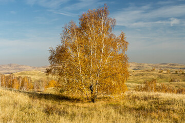 Lonely autumn tree on a background of hills