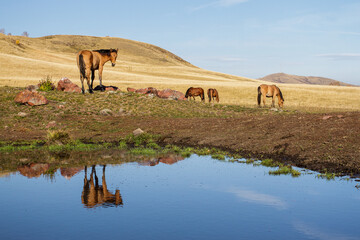 The horse stands against the background of autumn hills. Her reflection is visible in the pond.