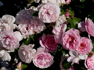 Roses