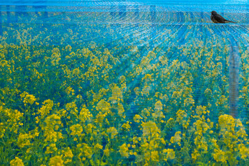 浜離宮の菜の花とヒヨドリ