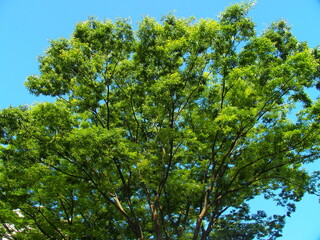 初夏の朝の新緑の欅と青空