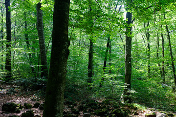 Green beech grove forest with green leaves on a humid dark landscape
