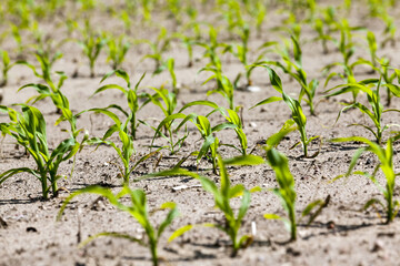 an agricultural field where corn is grown