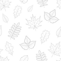 Set of different outline leaves