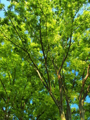 初夏の朝の新緑の欅と青空