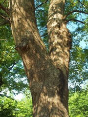 Fototapeta na wymiar 初夏の木洩れ日にあたる朝の公園の楠木