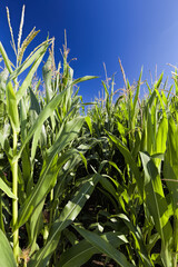 Fototapeta premium sweet green unripe corn