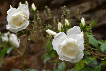 White rose and small buds coming out with raindrops, represent the loyalty that will exist between the couple, the pure, sincere, happy and eternal love between the couple.