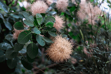 the tree with fluffy flowers