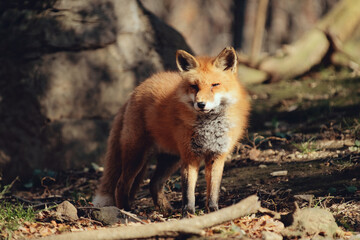 Naklejka na ściany i meble Red fox, Vulpes vulpes in Zao fox village, Miyagi, Japan.