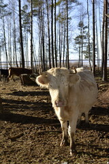 Big white cow in the forest