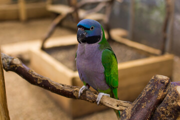 A portrait of a bright colorful parrot.