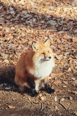 Red fox, Vulpes vulpes in Zao fox village, Miyagi, Japan.