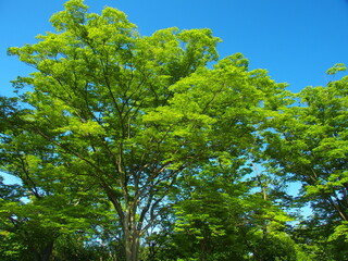 初夏の朝の新緑の欅と青空
