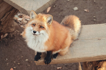 Red fox, Vulpes vulpes in Zao fox village, Miyagi, Japan.