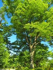 Fototapeta premium 初夏の朝の新緑の欅と青空