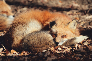 Red fox, Vulpes vulpes in Zao fox village, Miyagi, Japan.