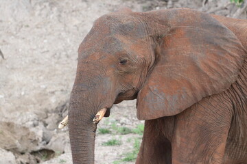 African Elephants playing by the Chobe River in Botswana