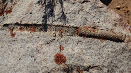 Prehistoric Plant Fossil in a Slab of Granite 