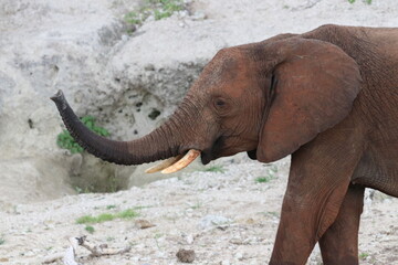 Obraz premium African Elephants playing by the Chobe River in Botswana