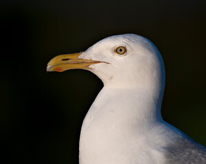 Seagull photo stock. Seagull head close-up profile view with a black contrast background in its habitat and environment, looking to the left side. Image. Portrait. Picture. Contrast background.