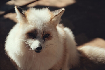 Obraz premium Gold Platinum fox, Vulpes vulpes in Zao fox village, Miyagi, Japan.