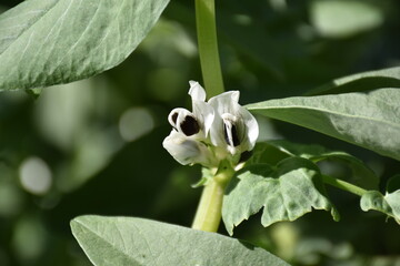 Broad bean plant (Vicia faba) with black and white / purple flower.