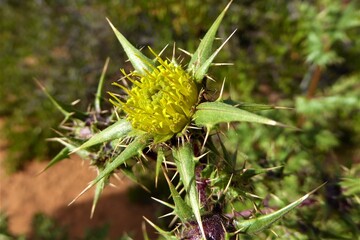 Yellow Thistle-Like Desert Wildflower 