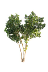 Obraz premium Isolated tropical big tree on white background with clipping path. Suitable for use in advertising and architecture design.