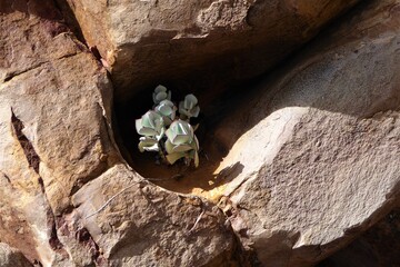 Succulent Desert Plant in a Hole in the Rockface