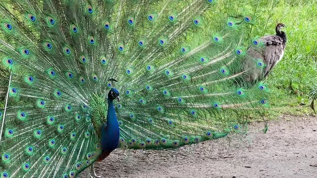 Peacock Male Wins the Heart of the Females. The peacock opens its tail with a fan and flaunts in front of the female among the trees
