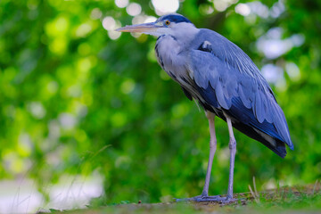 Hérons gris debout dans la nature