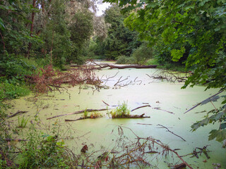 Mysterious forest with swamp. Scenery of dark forest with swampy lake. View with dead trees in the water