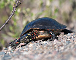 Painted turtle stock photos. Painted turtle close-up profile view on gravel, displaying turtle shell, legs, head in its habitat and environment. Picture. Portrait. Image.