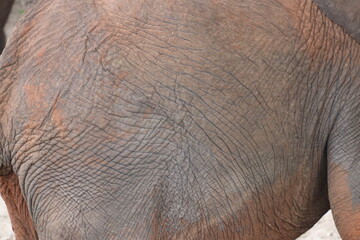 African Elephants playing by the Chobe River in Botswana