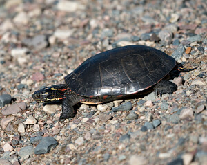 Painted turtle stock photos. Painted turtle close-up profile view on gravel, displaying turtle shell, legs, head in its habitat and environment, looking left side. Picture. Portrait. Image.