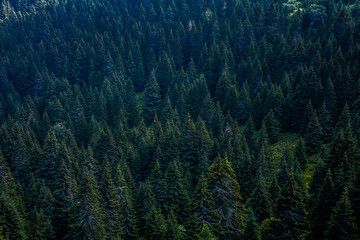 Landscape with forest mountains