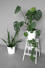 Monstera deliciosa, monstera monkey and sansevieria in white flower pots in a room against a gray wall. The stylish space is filled with many modern green plants with various pots. Botany home garden