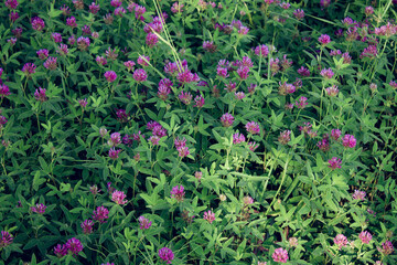pink clover in the forest background