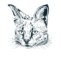 Realistic hand-drawn sketch of serval. Serval wild cat portrait. Vector illustration 