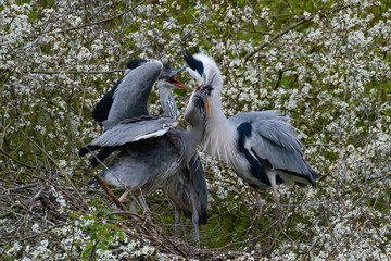 Ein Graureiher füttert seinen Nachwuchs