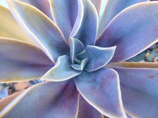 Closeup of a Purple-Blue Echeveria Plant