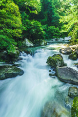 Obraz premium 梅雨時期の増水した自然に囲まれた渓流