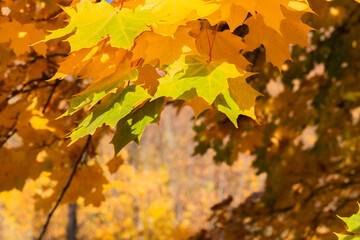 Naklejka na ściany i meble Colorful autumn maple leaves on tree branch
