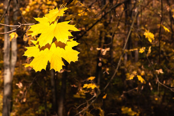 Autumn yellow maple leaves on dark foliage background