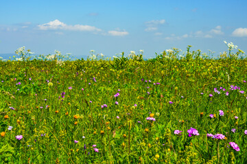 Beautiful Meadow flowering Mountain Summer Landscape at Elbrus Green Slopes of the Northern Elbrus Caucasus Region. Blue sky with white clouds.