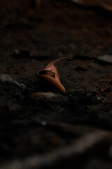 leaf on the ground
