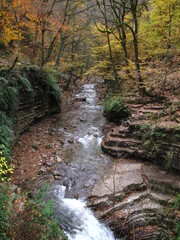 stream in the forest