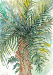 Tropical theme. Palm tree, with big green leaves.  Hand drawn watercolor illustration