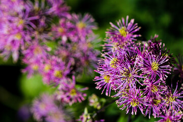 Highly detailed macro closeup inflorescence of Thalictrum aquilegiifolium also known as Siberian columbine meadow-rue.